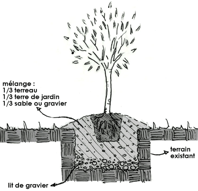 planter un jeune olivier